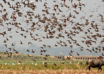 ১০ জানুৱাৰীত অনুষ্ঠিত কাজিৰঙাৰ জলজ পক্ষী গণনাৰ ফলাফল প্ৰকাশ পালে।