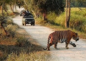 কাজিৰঙাক অনন্য মাত্ৰা প্ৰদান বাঘ পৰ্যটনৰ ..