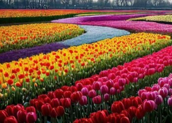 দিল্লী টিউলিপ উৎসৱ !!