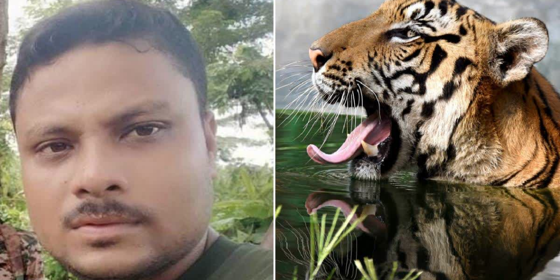 Royal Bengal Tiger Kills Forest Guard In Assam’s Orang National Park ..