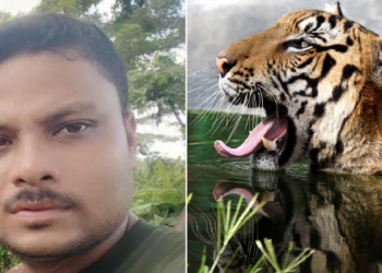 Royal Bengal Tiger Kills Forest Guard In Assam’s Orang National Park ..