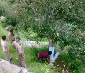 In Himachal, the forest department is cutting down thousands of fruit trees …